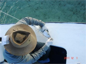 Bonefish - Spawning Shrimp